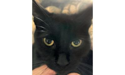 Adopt a pet: Meet Clover