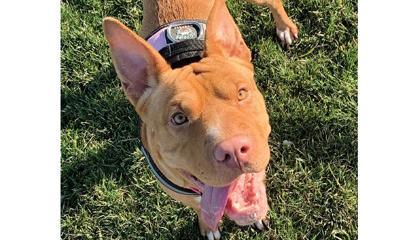 Adopt a pet: Meet Penny