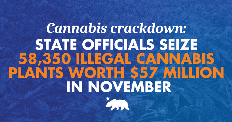 State seizes 58,358 illegal cannabis plants worth $57 million in November