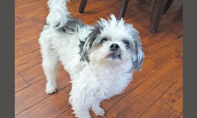 Adopt A Pet Meet Bebe Adopt A Pet Thepress Net