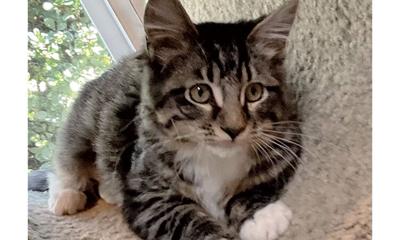 Adopt a pet: Meet Joy