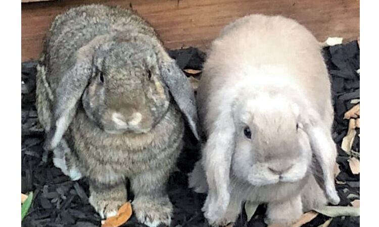 Jacque and Dusty Rose, January 8, 2020