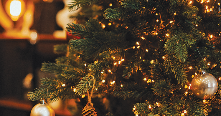 Tips to keep your Christmas tree healthy this year | Living