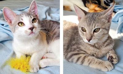 Adopt a pet: Meet Bubbles and Kendall
