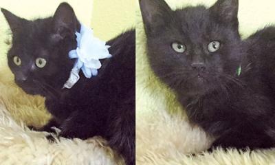 Adopt a pet: Meet Buzz and Tucker