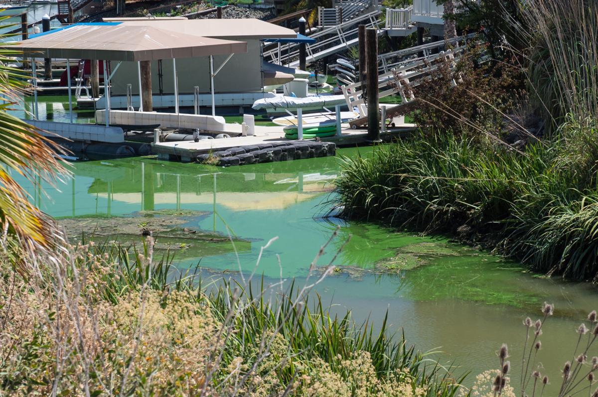 Blue Green Algae Blooms Spreading In Discovery Bay News