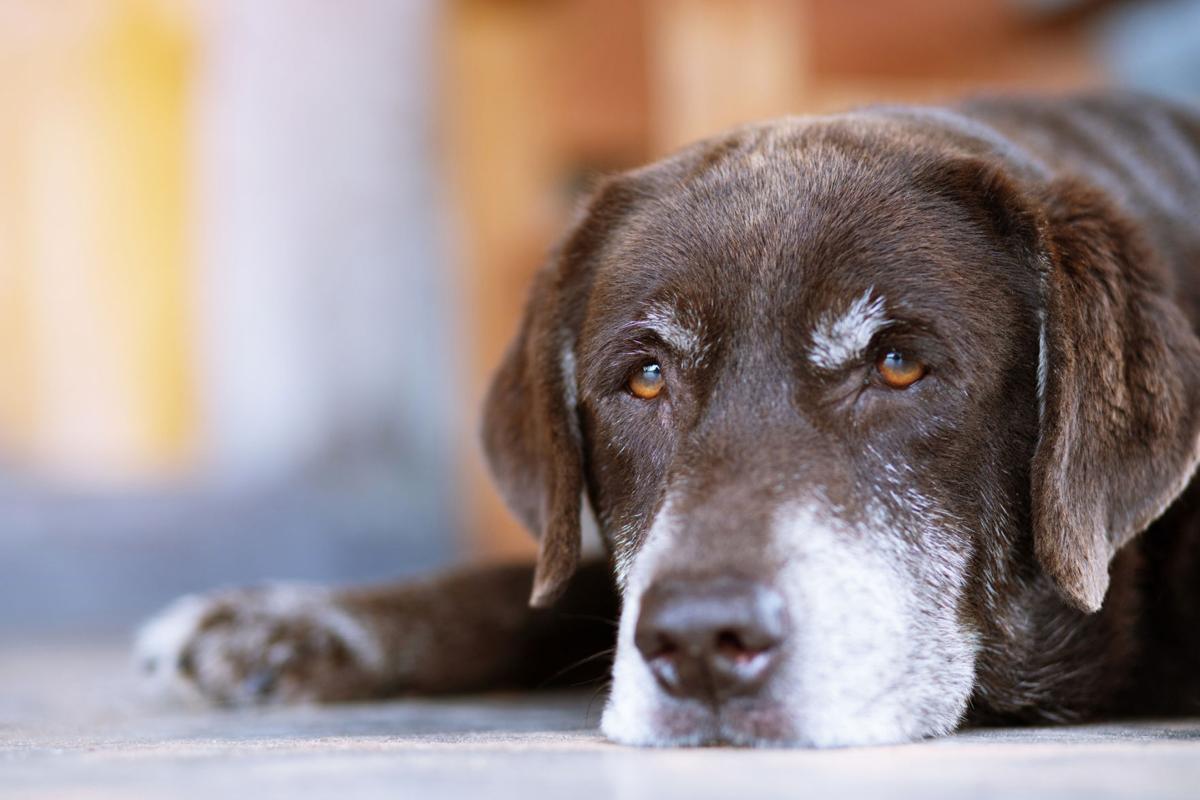 When It S Time To Say Goodbye To Your Pets All About Pets Thepress Net