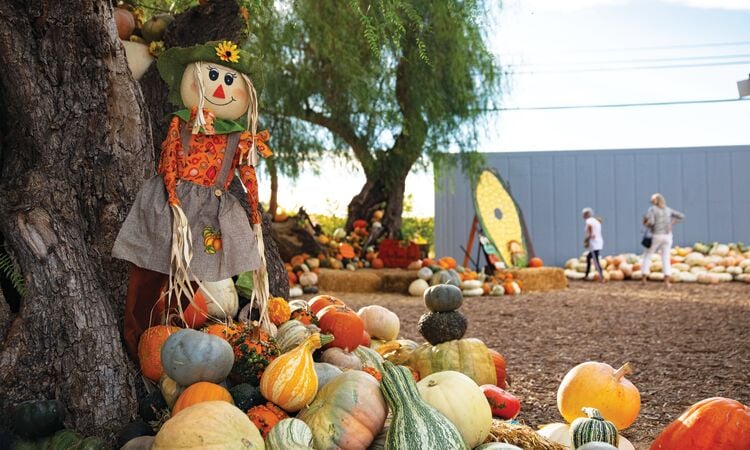 pumpkin patch in antioch ca