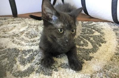 Adopt a pet: Meet Don Juan