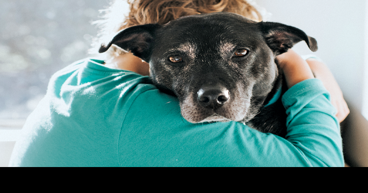 Protect pets both inside and outside the home | Living