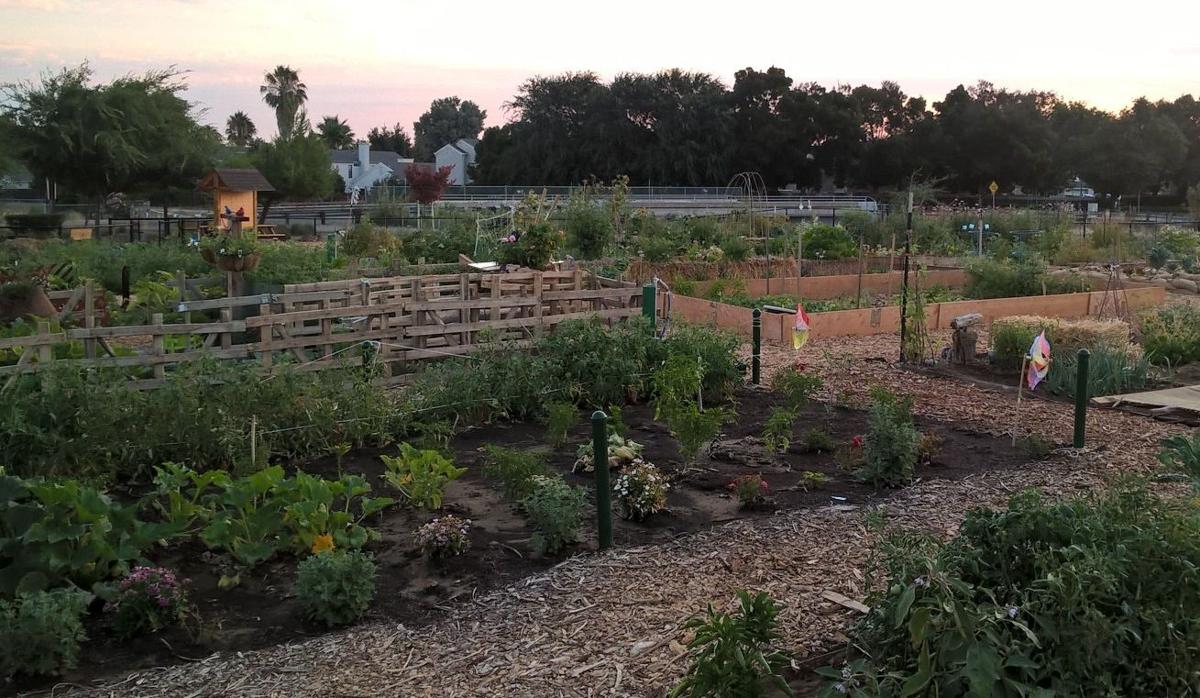 Oakley community gardens taking root | News 