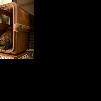 Japan startup seeks approval of cat kidney disease treatment