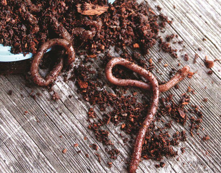 Introduce earthworms into the garden | Living | thepress.net
