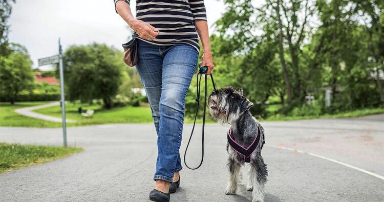 How to keep your dogs safe on walks | All About Pets | thepress.net