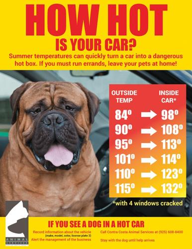 How to keep pets safe in the heat | News | thepress.net