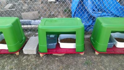 Rescue Groups Seek Feral Cat Solutions News Thepress Net