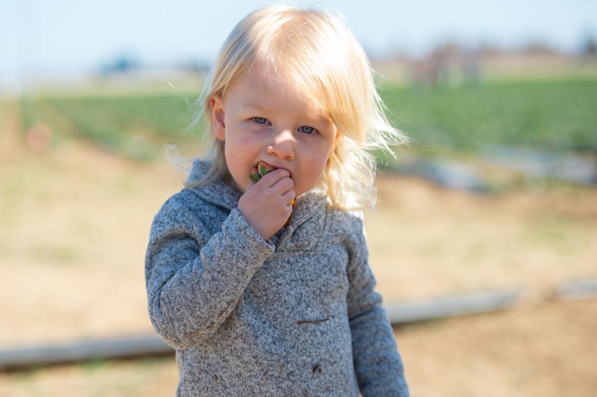 00_U-pick strawberries_20210313.jpg