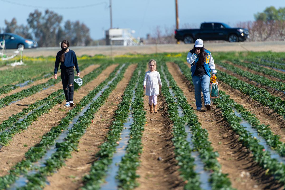 01_U-pick strawberries_20210313.jpg
