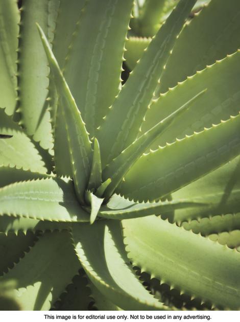 The superb planet of succulents | Dwelling & Yard Tutorial