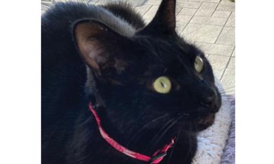Adopt a pet: Meet Hannah