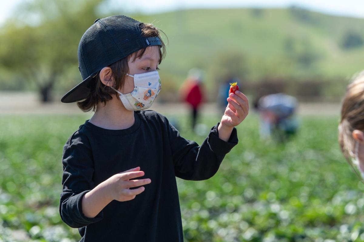 04_U-pick strawberries_20210313.jpg