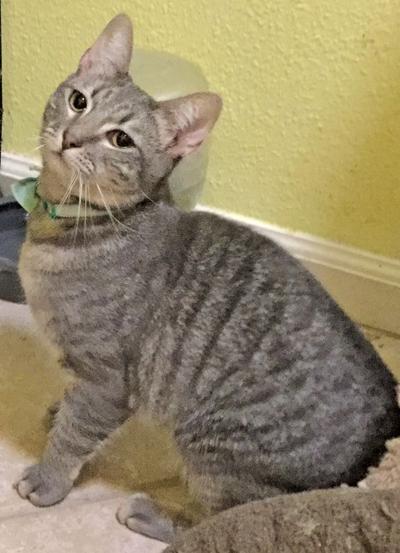 Adopt a pet: Meet Crystal