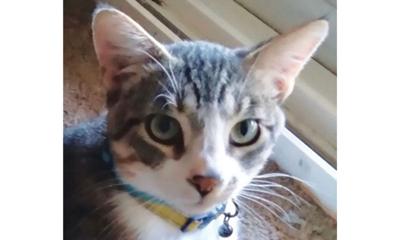 Adopt a pet: Meet Tuffy