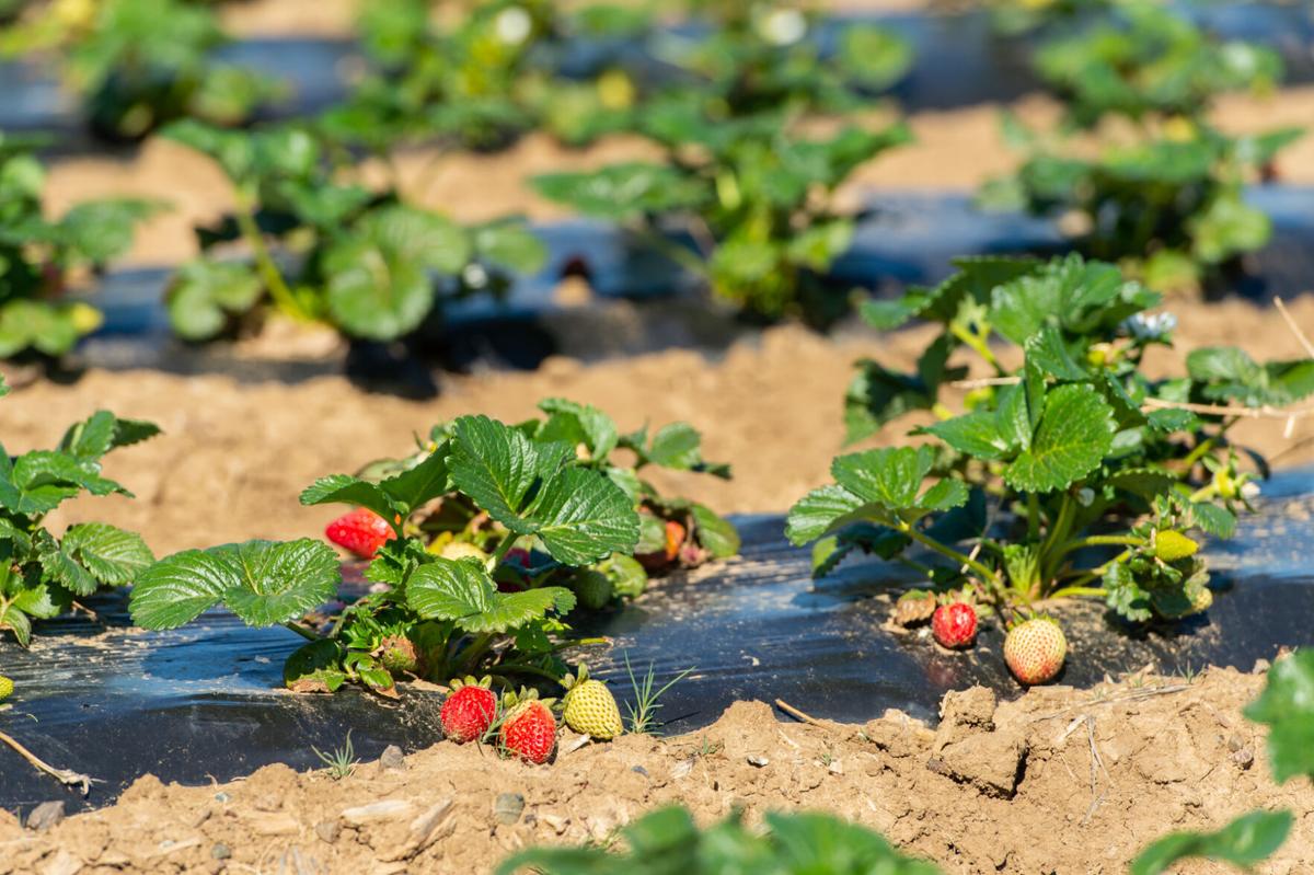 05_U-pick strawberries_20210313.jpg