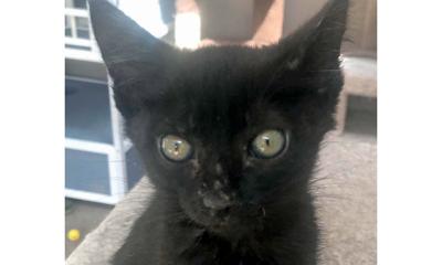 Adopt a pet: Meet Blackberry