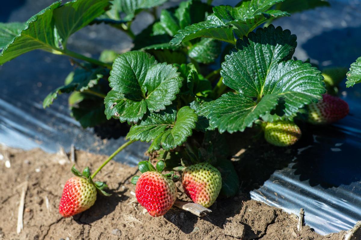 06_U-pick strawberries_20210313.jpg