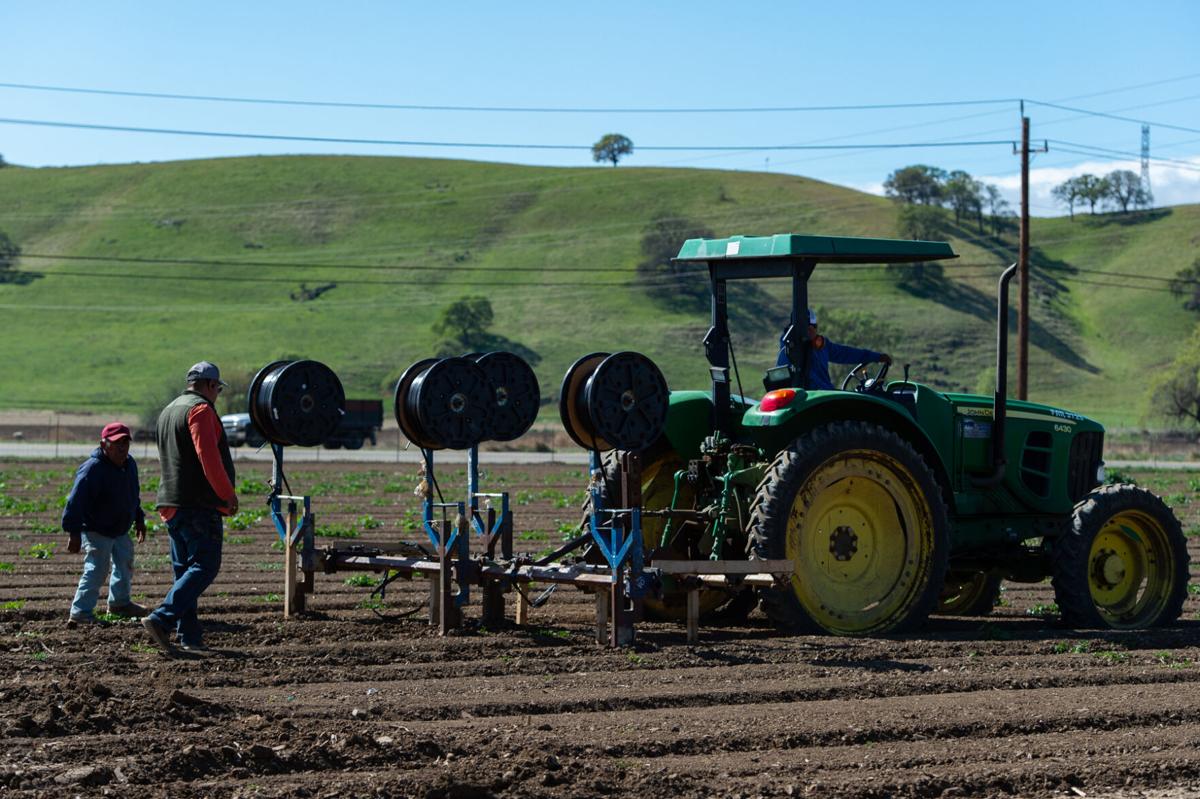 07_U-pick strawberries_20210313.jpg
