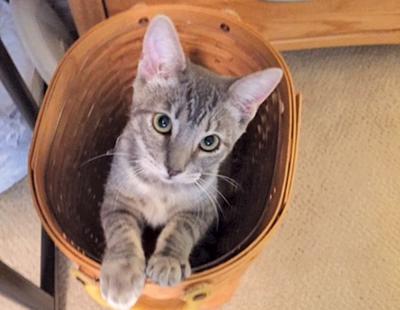 Adopt a pet: Meet Angel