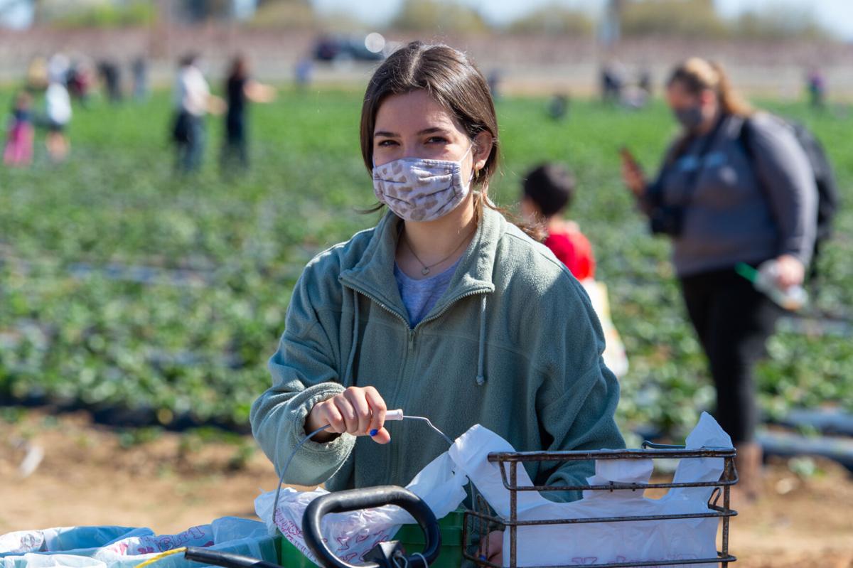08_U-pick strawberries_20210313.jpg