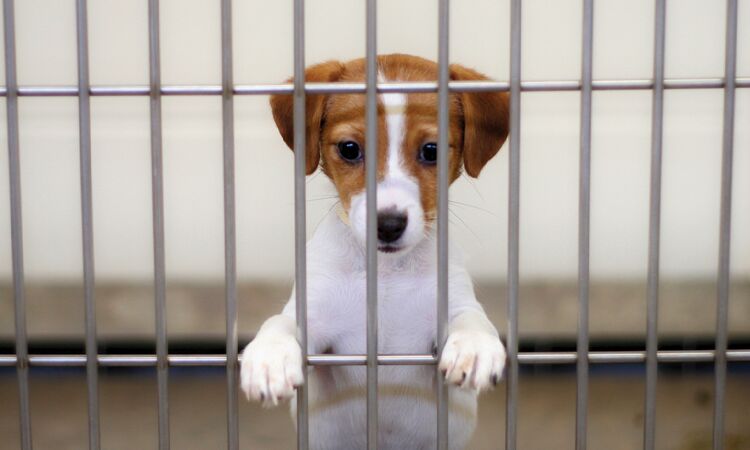 If you want a dog, now's the time to adopt one for free | Community |  