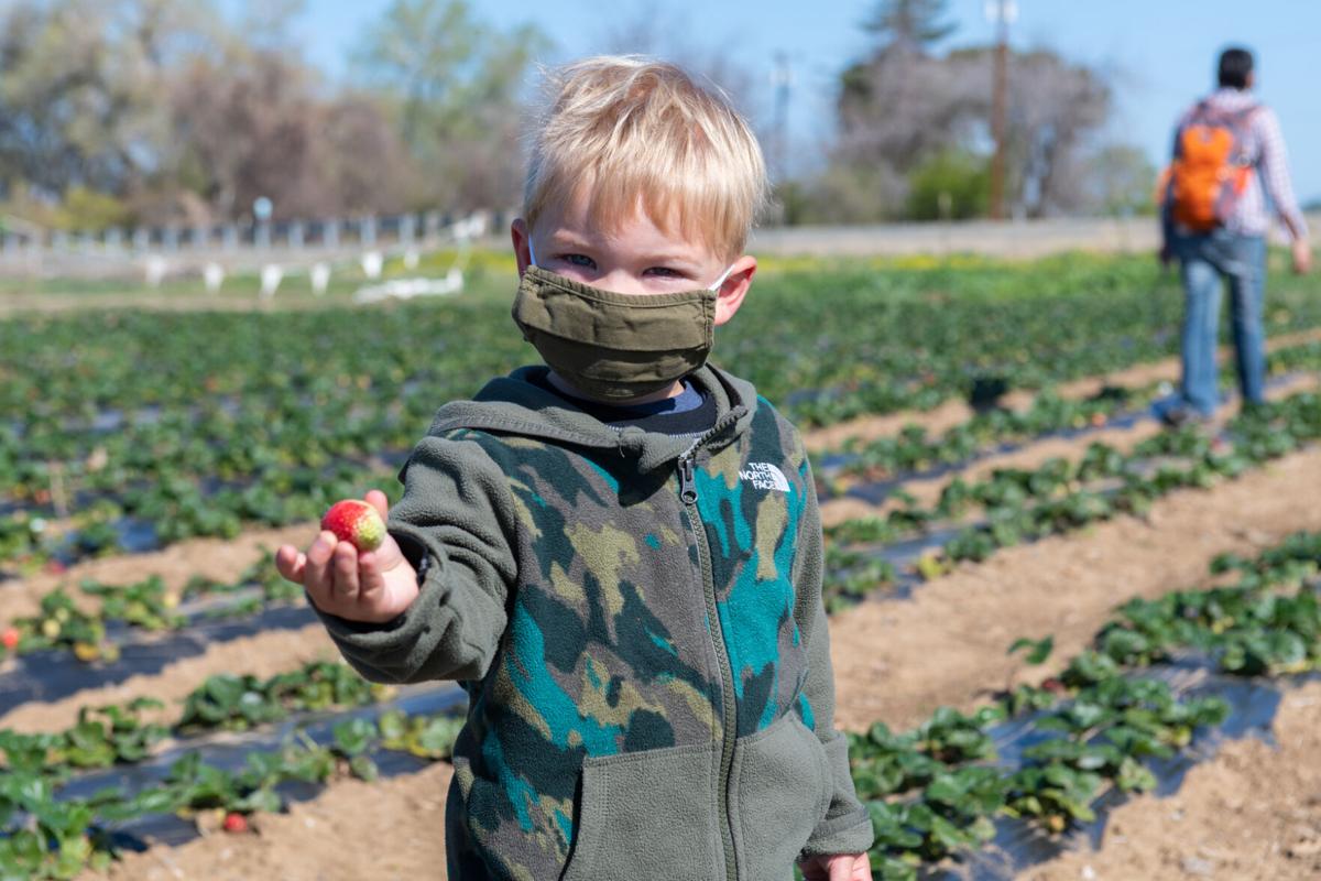 12_U-pick strawberries_20210313.jpg