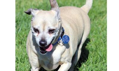 Adopt a pet: Meet Duke