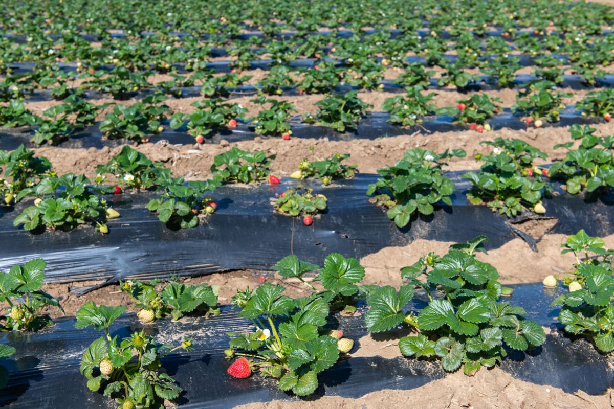 13_U-pick strawberries_20210313.jpg