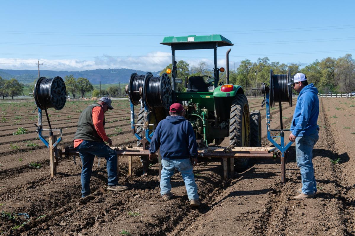 14_U-pick strawberries_20210313.jpg