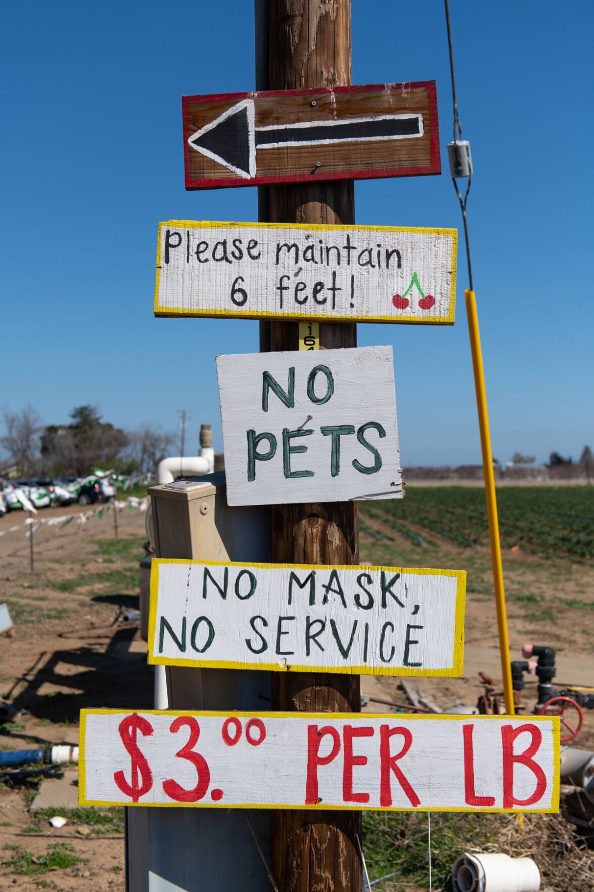 15_U-pick strawberries_20210313.jpg