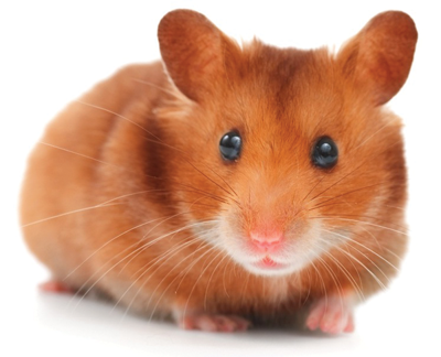 Common hamster illnesses abound | Living | thepress.net