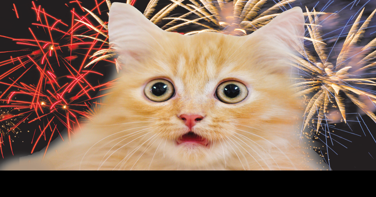 Keeping your pets calm through the holiday hustle | Living