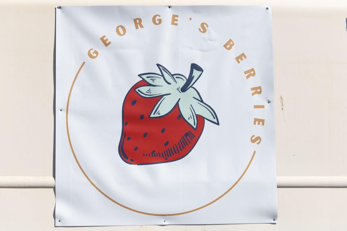 17_U-pick strawberries_20210313.jpg