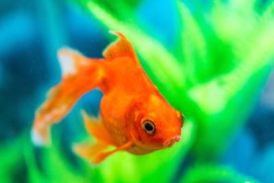 How To Care For Goldfish All About Pets Thepress Net