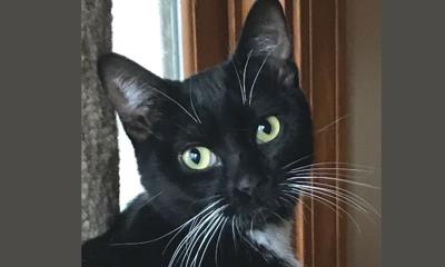 Adopt a pet: Meet Maddie