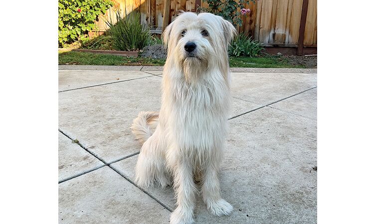 can a kangal shepherd dog and a sapsali be friends