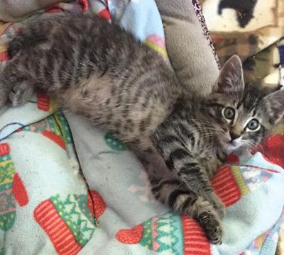 Adopt a pet: Meet Floyd