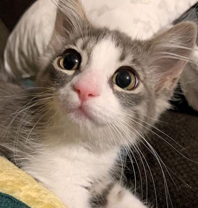 Adopt a pet: Meet Skye
