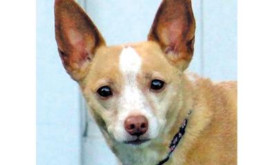 Adopt a pet: Meet Lexy