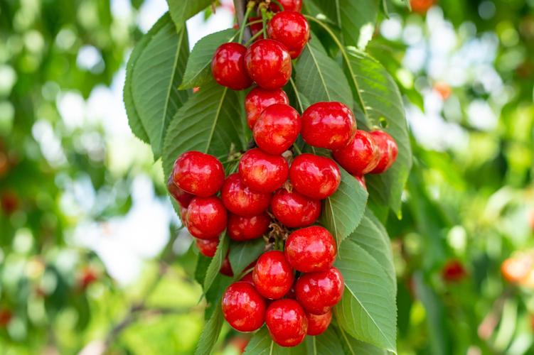 Cherry season in East County has arrived Living