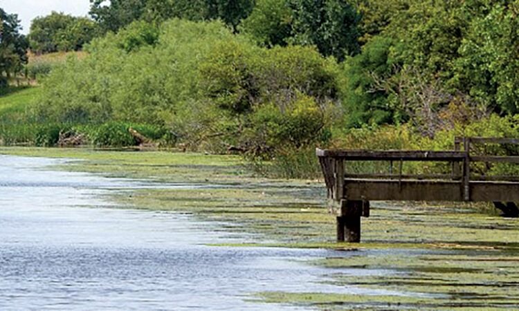 Summer holidays activities! - Brandon Marsh Nature Reserve